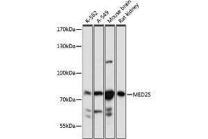 Western blot analysis of extracts of various cell lines, using MED25 antibody (ABIN7268442) at 1:1000 dilution. (MED25 anticorps  (AA 30-200))