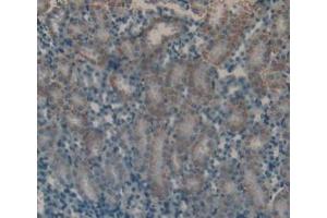 Detection of FSH in Mouse Kidney Tissue using Polyclonal Antibody to Follicle Stimulating Hormone (FSH) (FSH anticorps  (AA 25-120))