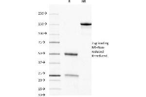 SDS-PAGE Analysis Purified CD8 Mouse Monoclonal Antibody (C8/468). (CD8 alpha anticorps)