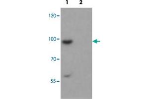 Western blot analysis of SHROOM1 in mouse heart tissue with SHROOM1 polyclonal antibody  at 1 ug/mL in (1) the absence and (2) the presence of blocking peptide.