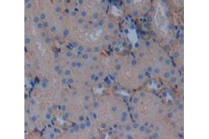 IHC-P analysis of Mouse Tissue, with DAB staining.