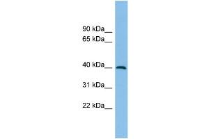 WB Suggested Anti-ADH5 Antibody Titration: 0.