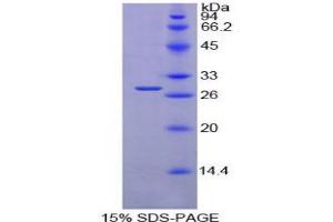 SDS-PAGE analysis of Mouse PDIA2 Protein. (PDIA2 Protéine)