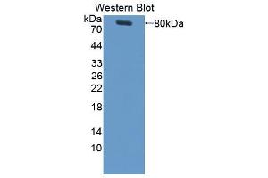 Western blot analysis of the recombinant protein. (M-CSF/CSF1 anticorps  (AA 33-496))