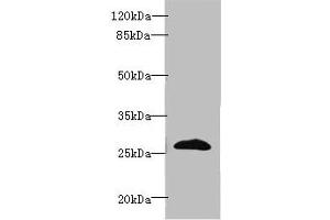 Western blot All lanes: EFNA3 antibody at 2 μg/mL + HepG2 whole cell lysate Secondary Goat polyclonal to rabbit IgG at 1/10000 dilution Predicted band size: 27, 24 kDa Observed band size: 27 kDa