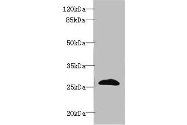 Ephrin A3 anticorps  (AA 23-214)