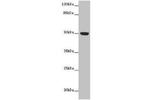 Western blot All lanes: HTR3D antibody at 2 μg/mL + Hela whole cell lysate Secondary Goat polyclonal to rabbit IgG at 1/10000 dilution Predicted band size: 51, 31, 26, 46 kDa Observed band size: 51 kDa (HTR3D anticorps  (AA 107-210))