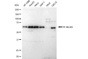 Western blotting analysis using NF-kB p65 antibody (ABIN7799645). (Recombinant NF-kB p65 anticorps)