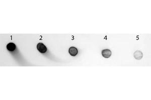Dot Blot of Goat anti-Rabbit IgG Fc Antibody (Min X Human) Alkaline Phosphatase Conjugated. (Chèvre anti-Lapin IgG (Fc Region) Anticorps (Alkaline Phosphatase (AP)) - Preadsorbed)