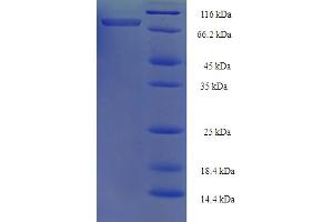 SDS-PAGE (SDS) image for ATP Synthase, H+ Transporting, Mitochondrial F1 Complex, alpha Subunit 1, Cardiac Muscle (ATP5A1) (AA 44-553) protein (His-SUMO Tag) (ABIN5709103)