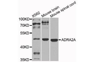 Western blot analysis of extracts of various cells, using ADRA2A antibody. (ADRA2A anticorps)