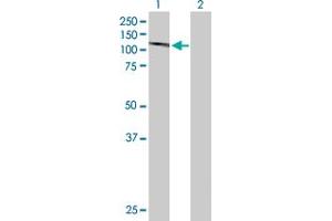 Western Blot analysis of DGCR8 expression in transfected 293T cell line by DGCR8 MaxPab polyclonal antibody.