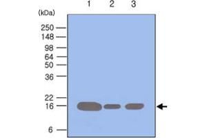 Western blot analysis of 293T , HeLa and Jurkat cell lysates (each 50 ug) were resolved by SDS - PAGE , transferred to PVDF membrane and probed with PIN1 monoclonal antibody , clone 3G8 (1 : 500) . (PIN1 anticorps  (AA 1-163))