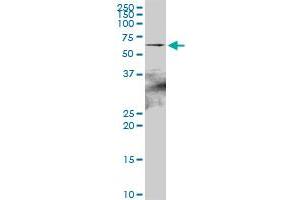 HSPA2 MaxPab polyclonal antibody.
