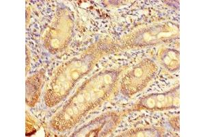 Immunohistochemistry of paraffin-embedded human small intestine tissue using ABIN7173007 at dilution of 1:100 (TMPRSS11D anticorps  (AA 201-418))