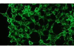 Immunocytochemistry (ICC) image for anti-Mitogen-Activated Protein Kinase 1/3 (MAPK1/3) (C-Term) antibody (ABIN870325)