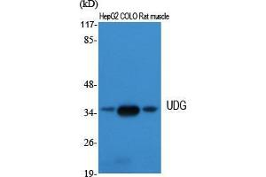 Western Blot (WB) analysis of specific cells using UDG Polyclonal Antibody. (UDG (Internal Region) anticorps)