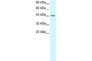WB Suggested Anti-TFAP4 Antibody Titration:  1. (TFAP4 anticorps  (C-Term))