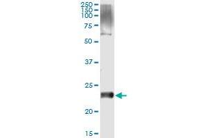 Immunoprecipitation (IP) image for anti-V-Set and Transmembrane Domain Containing 2 Like (VSTM2L) (AA 25-205) antibody (ABIN961211) (VSTM2L anticorps  (AA 25-205))
