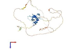 AlphaFold protein structure predicition of Mouse Recombinant Foxf1 Protein, UniprotID Q61080