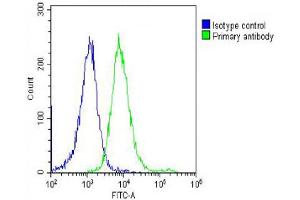 anti-Preferentially Expressed Antigen in Melanoma (PRAME) (AA 476-502), (C-Term) antibody