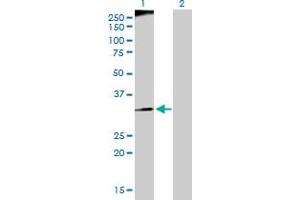 Western Blot analysis of RFC3 expression in transfected 293T cell line by RFC3 MaxPab polyclonal antibody.