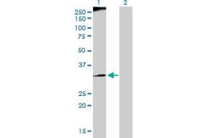 Western Blot analysis of RFC3 expression in transfected 293T cell line by RFC3 MaxPab polyclonal antibody. (RFC3 anticorps  (AA 1-356))