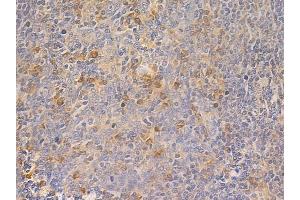 ABIN6261451 and ABIN6266860 at 1/100 staining human normal tonsil tissue by IHC-P. (Ephrin A5 anticorps  (Internal Region))