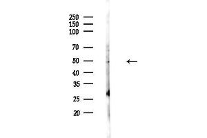 anti-HSPB (Heat Shock 27kDa) Associated Protein 1 (HSPBAP1) (Internal Region) antibody