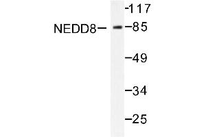 Image no. 1 for anti-Neural Precursor Cell Expressed, Developmentally Down-Regulated 8 (NEDD8) antibody (ABIN271949) (NEDD8 anticorps)