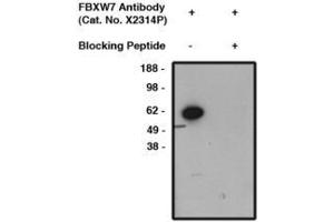 Image no. 1 for anti-F-Box and WD Repeat Domain Containing 7 (FBXW7) antibody (ABIN793694) (FBXW7 anticorps)