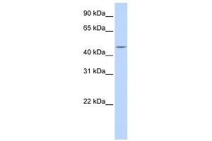 Carboxypeptidase E antibody used at 1 ug/ml to detect target protein. (CPE anticorps  (N-Term))