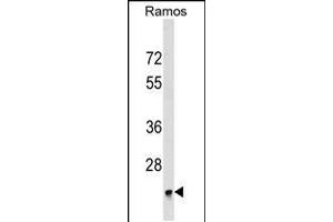 Western blot analysis in Ramos cell line lysates (35ug/lane). (BRI3BP anticorps  (AA 157-183))