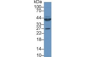 Detection of CTGF in Rat Heart lysate using Polyclonal Antibody to Connective Tissue Growth Factor (CTGF)