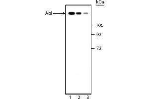 Western Blotting (WB) image for anti-C-Abl Oncogene 1, Non-Receptor tyrosine Kinase (ABL1) antibody (ABIN967410) (ABL1 anticorps)