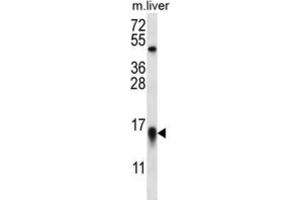 Western Blotting (WB) image for anti-C-Myc Binding Protein (MYCBP) antibody (ABIN2996726) (MYCBP anticorps)