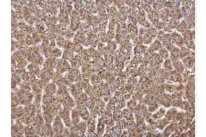 IHC-P Image HADH antibody detects HADH protein at mitochondria on mouse pancreas by immunohistochemical analysis. (HADH anticorps)