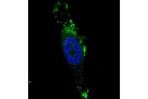 Fluorescent image of  cells stained with ATG12 (N-term) antibody. (ATG12 anticorps  (N-Term))
