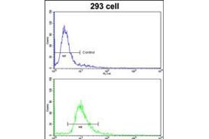 Flow cytometric analysis of 293 cells using ETHE1 Antibody (bottom histogram) compared to a negative control cell (top histogram).