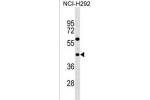 TAS2R3 Antibody (C-term) (ABIN1537060 and ABIN2838128) western blot analysis in NCI- cell line lysates (35 μg/lane). (TAS2R3 anticorps  (C-Term))