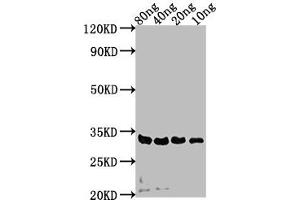 anti-SdeA (AA 19-268) antibody