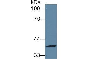Western Blot; Sample: Human A431 cell lysate; Primary Ab: 1µg/ml Rabbit Anti-Mouse FPGT Antibody Second Ab: 0.