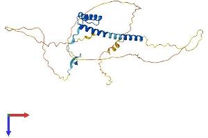 AlphaFold protein structure predicition of Human Recombinant VAX1 Protein, UniprotID Q5SQQ9