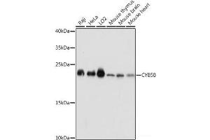 Western blot analysis of extracts of various cell lines using CYB5B Polyclonal Antibody at dilution of 1:1000.