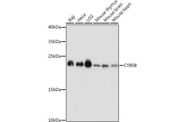 CYB5B Antikörper