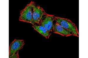 anti-CD6 (CD6) (AA 18-199) antibody
