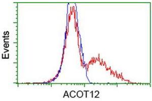 HEK293T cells transfected with either RC210445 overexpress plasmid (Red) or empty vector control plasmid (Blue) were immunostained by anti-ACOT12 antibody (ABIN2454223), and then analyzed by flow cytometry. (ACOT12 anticorps)