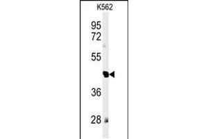 Western blot analysis of RTN4RL1 Antibody in K562 cell line lysates (35ug/lane)