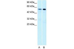 Western Blot showing HTR1A antibody used at a concentration of 1-2 ug/ml to detect its target protein. (Serotonin Receptor 1A anticorps  (N-Term))