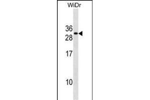 FADD Antibody (Center) (ABIN1881331 and ABIN2838669) western blot analysis in WiDr cell line lysates (35 μg/lane). (FADD anticorps  (AA 106-135))